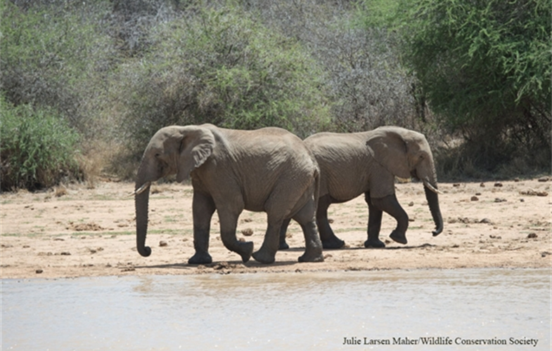 Julie Larsen Maher_6552_African Elephants_KEN_03 09 14